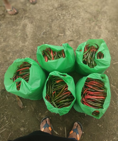 "Orang Tengah Beli RM4, Sampai Pasaraya Harga Jadi RM14.50 ...